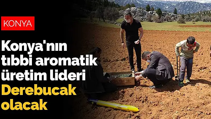 Konya'nın tıbbi aromatik üretim lideri Derebucak olacak