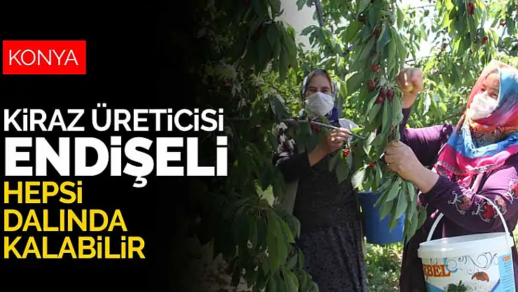 Konyalı kiraz üreticisi endişeli! Kirazlar dalında kalabilir