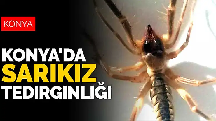 Konya'da sarıkız tedirginliği! Sıkça görünmeye başladı