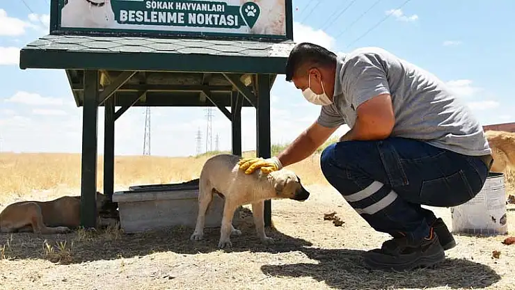 Karatay Belediyesi sokak hayvanlarını yalnız bırakmıyor
