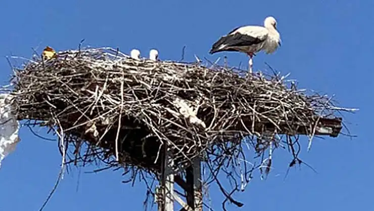 Konya'da duyarlı vatandaş leylek ailesine kayıtsız kalmadı