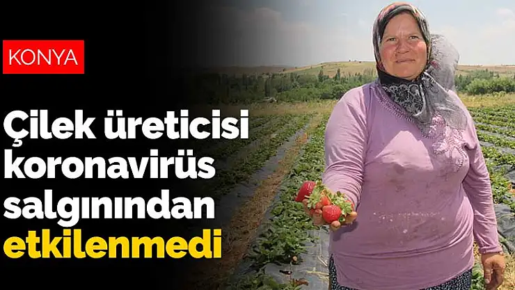 Konyalı çilek üreticisi koronavirüs salgınından etkilenmedi