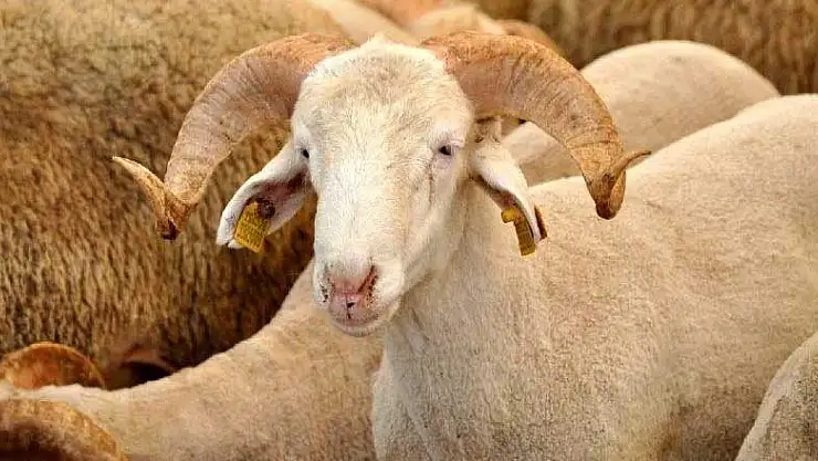Antalya'da ücretsiz ve hijyenik kurban kesim yerleri ve randevu detayları belli oldu
