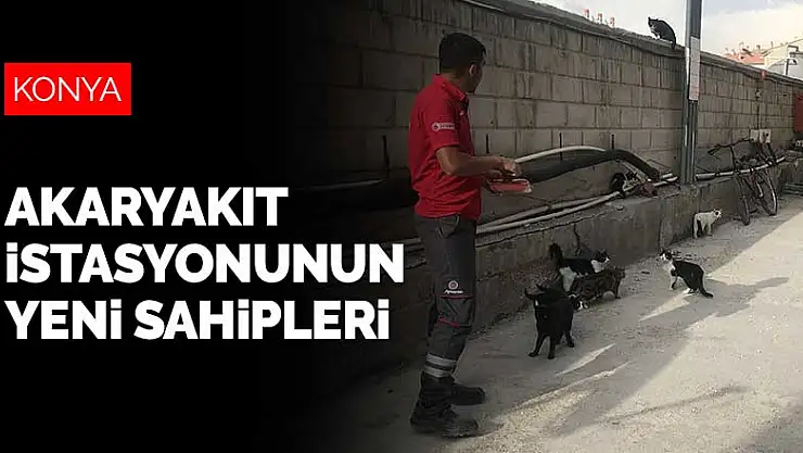 Konya'da bir akaryakıt istasyonu kedilere yuva oldu
