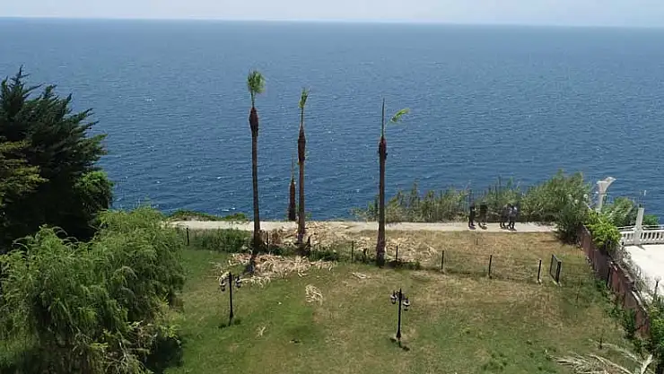 Antalya'da manzarayı kapatıyor diye turizmin simgesi palmiyeyi kestiler
