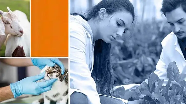 Ankara'nın gençlerine yeni iş kapısı! Mezun olan işe başlayacak