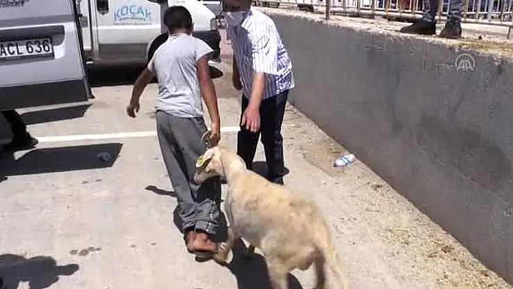 Konyalı hayırsever emekli vatandaş satın aldığı kurbanlıkları bağışladı