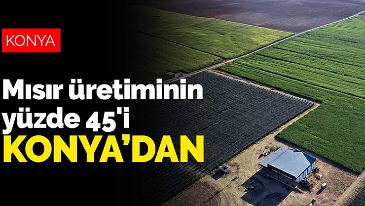 Türkiye'deki mısır üretiminin yüzde 45'ini Konya karşılıyor