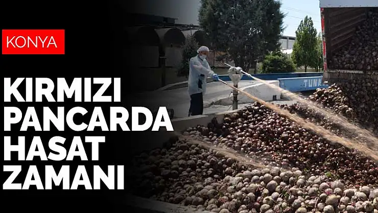 Konya'dan 25 ülkeye ihraç edilen kırmızı pancarda hasat zamanı
