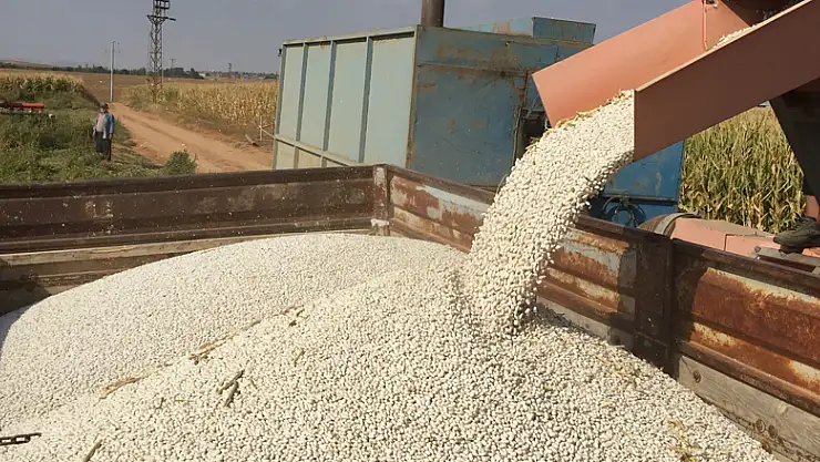 Konya'da rekoltesi düşen kuru fasulye fiyatıyla yüz güldürüyor