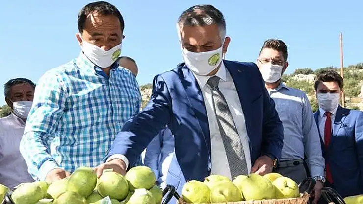 Koronavirüs salgınının yıldızı Antalya'da yeni ürün hasadı başladı! Vali Yazıcı da elleriyle topladı