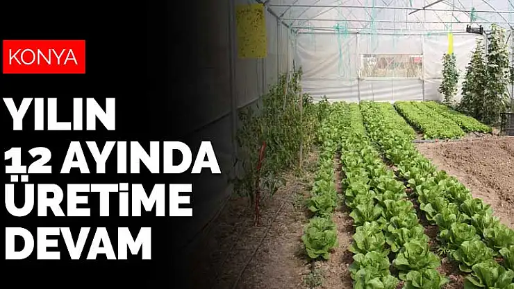 Konya'nın seralarında yılın 12 ayında üretim devam ediyor