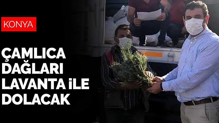Konya'nın Çamlıca Dağları lavanta ile dolacak
