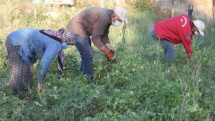 Konya'da Çetmi şeker fasulyesinde hasat sona erdi