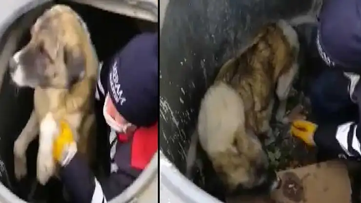 Konya'da çöp konteynerine düşen köpeği belediyenin temizlik görevlileri çıkarttı