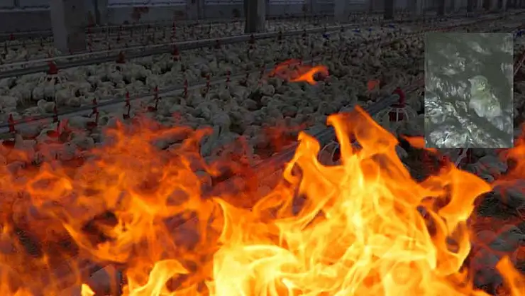 Akşehir'de facia! 10 bin hayvan öldü