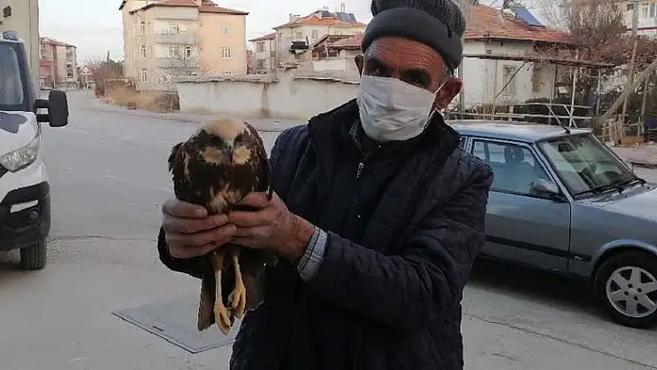 Ereğli'de yaralı bulunan çöl şahini tedavi altına alındı