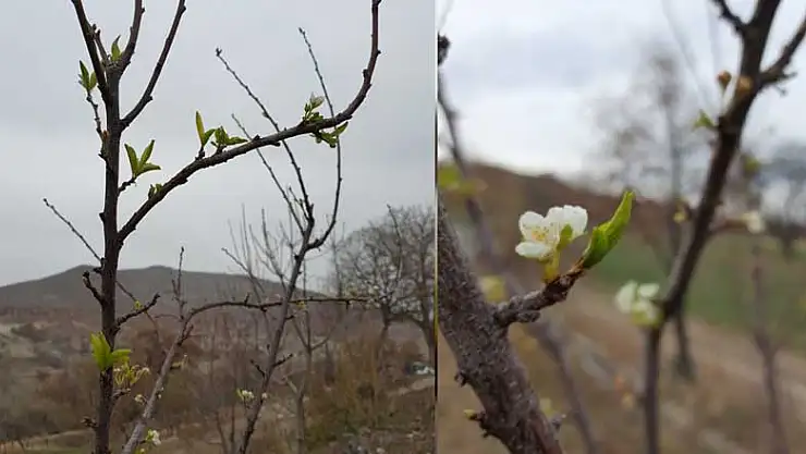 Konya'da Aralık ayında çiçek açan erik ağacı görenleri şaşırttı