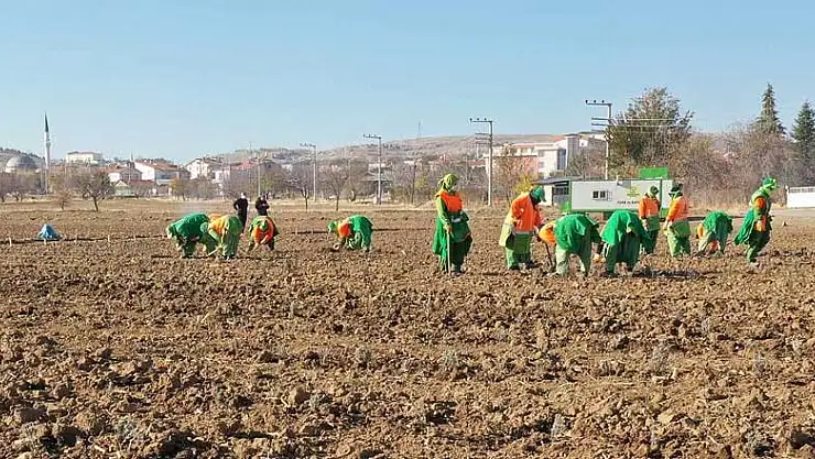 Konya'nın yeşilli ablaları yeni bir ürün peşinde