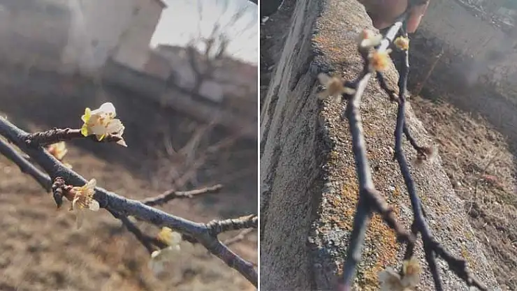 Konya'dan sonra yurdun dört bir yanından mevsimsiz açan çiçek haberleri geliyor