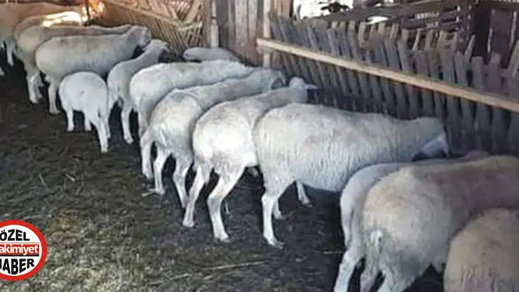 Konya Hadim'de hayvan hırsızlığı