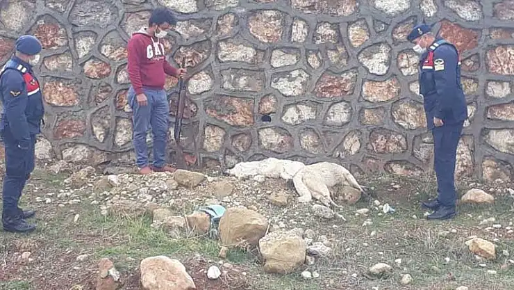 Konya'da sokak köpeklerini av tüfeğiyle öldüren cani yakalandı