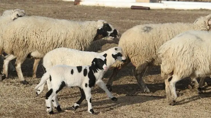Konya'nın kış kuzuları göreni hayran bırakıyor