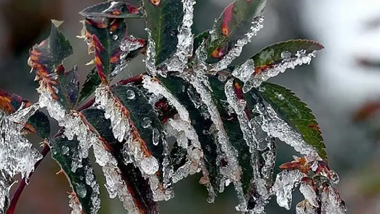 Meteorolojiden İç Anadolu'ya zirai don uyarısı