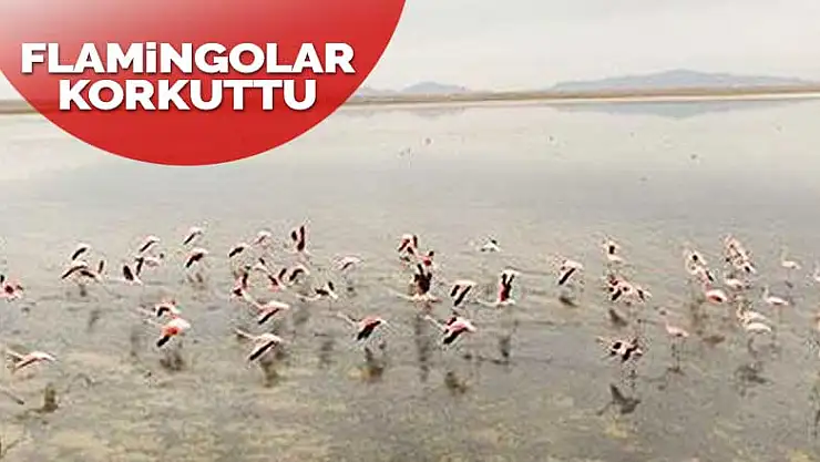 Flamingolar 2 ay erken geldi, doğaseverler endişeli