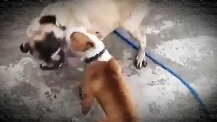 Konya'da köpek dövüştürüp sosyal medyada yayınlayan 3 kişiye 50 bin lira ceza