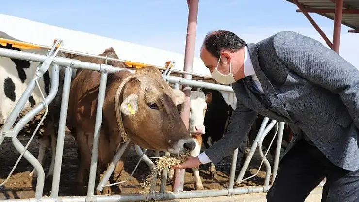 Konya Büyükşehir'den Selçuk Üniversitesi Ziraat Fakültesi'ne büyükbaş hayvan desteği