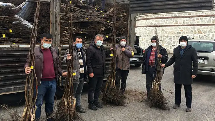 Konya'nın Beyşehir ilçesi ceviz üretim merkezi oluyor