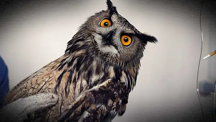 Avcıların vurduğu, uçma yetisini kaybeden puhu kuşuna özel bakım