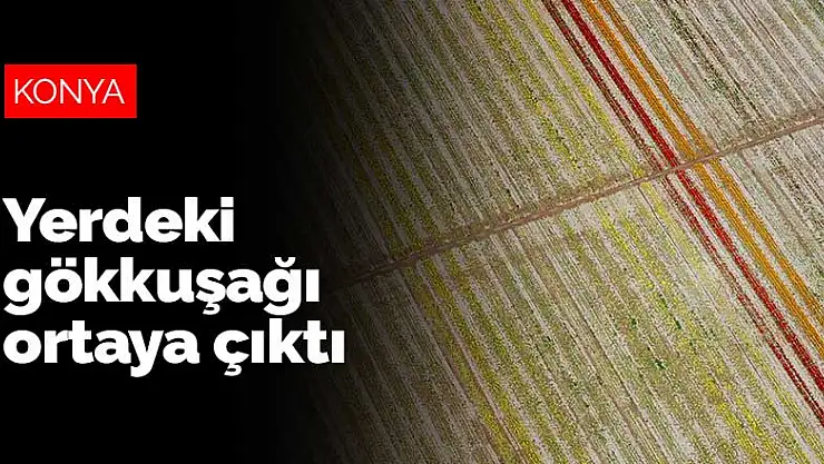 Konya'da 130 çeşit lale çiçek açtı, yerdeki gökkuşağı ortaya çıktı