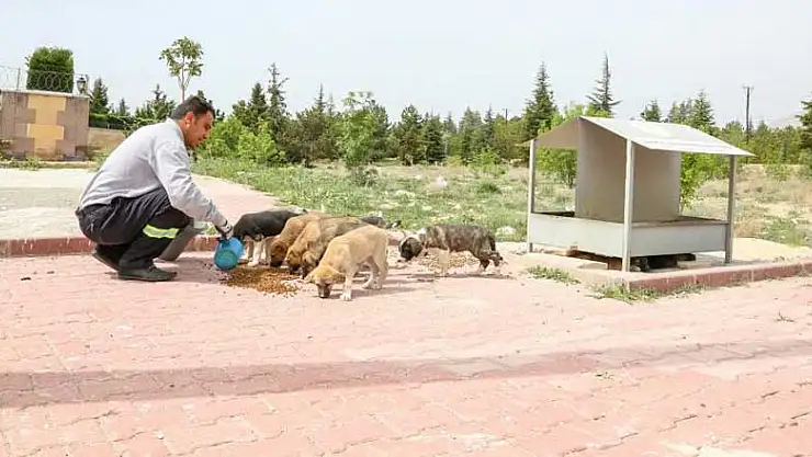 Meram Belediyesi tam kapanma döneminde sokak hayvanları için seferber oldu