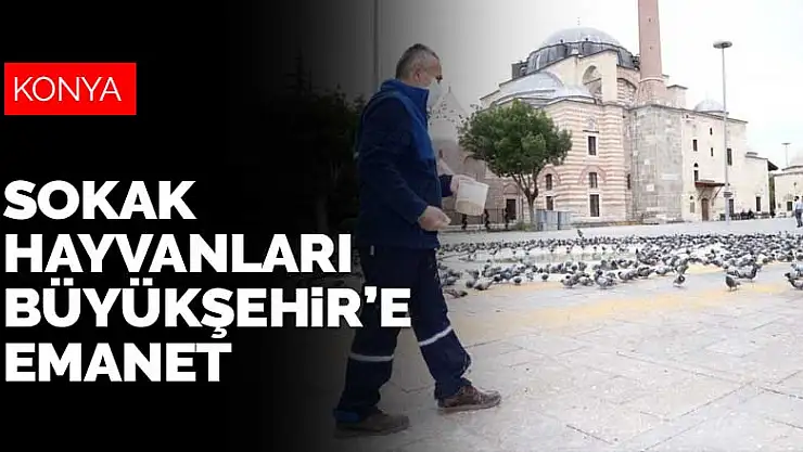Konya'daki sokak hayvanları Büyükşehir'e emanet