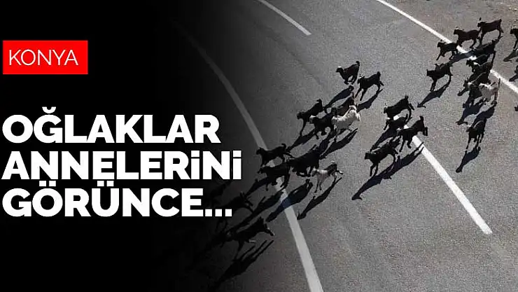 Konya'da annelerine kavuşan oğlaklar renkli görüntüler oluşturdu