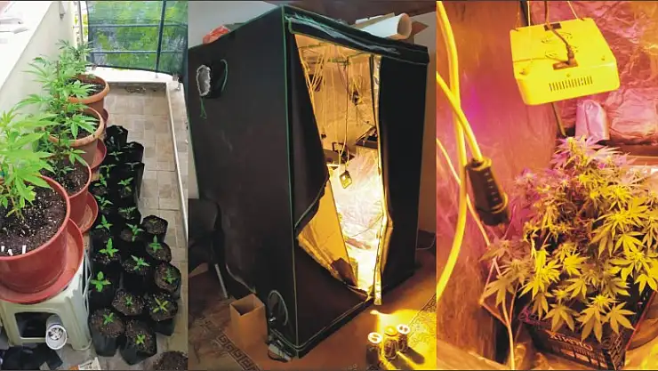 Konya'da balkonu ve bez dolabı kenevir serasına çevirdiler