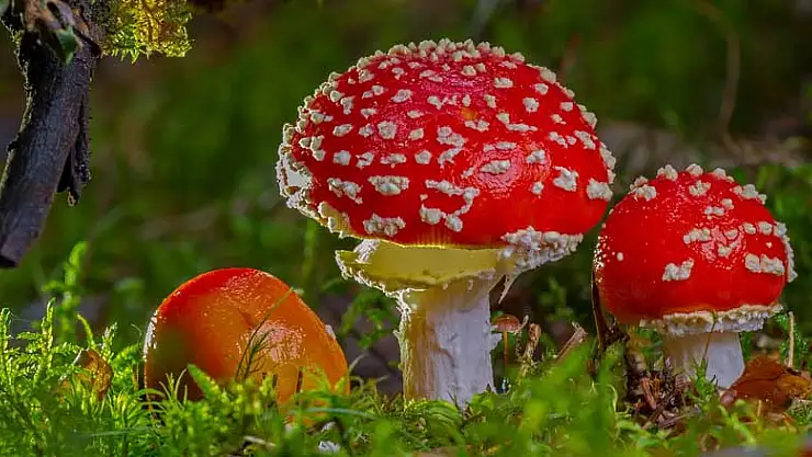 Şahin mantar tüketmenin öneminden bahsetti