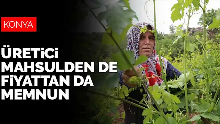 Konya'da tarlada 20 liradan alıcı bulan asma yaprağı üreticiyi sevindiriyor