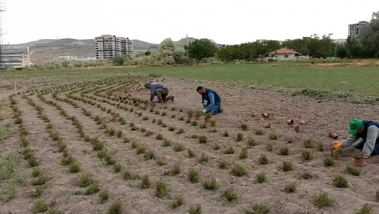 Ankara'da üretilecek olan lavanta, gül ve kekik yağları Keçikoop'tan satılacak