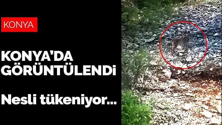 Yanlış avlanma sebebiyle nesli tükenmekte olan vaşak Konya yaylalarına sığındı