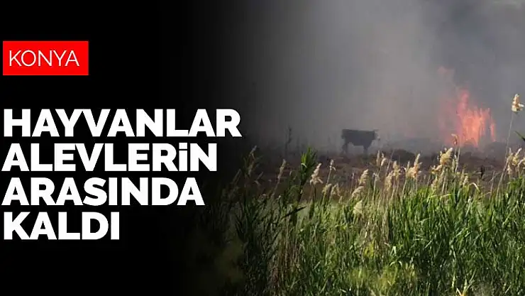 Konya'da göl kenarındaki sazlık alanda yangın! Hayvanlar alevlerin arasında kaldı