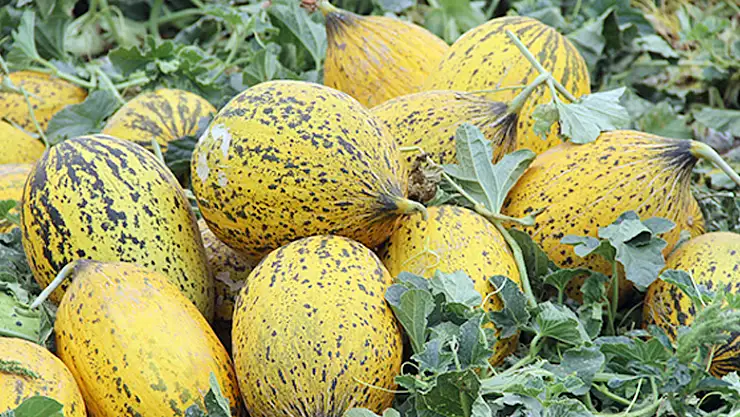 Konya'nın Çumra ilçesinde kavun hasadı başladı