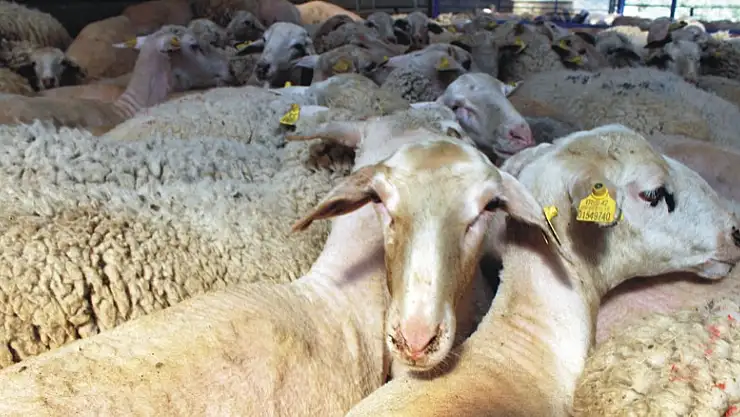 Konya Hüyük'te 75 kişi vekaletle kurban bağışında bulundu