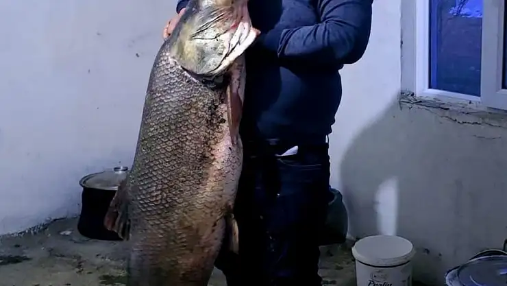 60 kilo ağırlığında dev Turna Balığı yakalandı