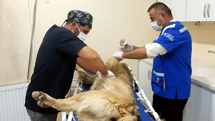 Aracın çarptığı köpek telef oldu