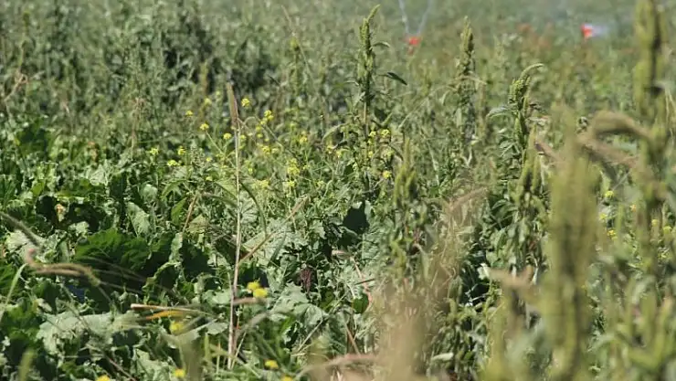 Konya Ovası'nda pancar üretiminde sevindiren haber