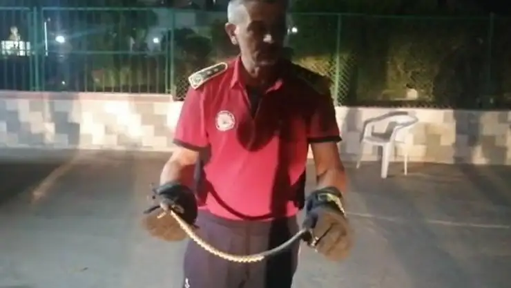 Eve giren yılan itfaiye ekiplerince yakalandı