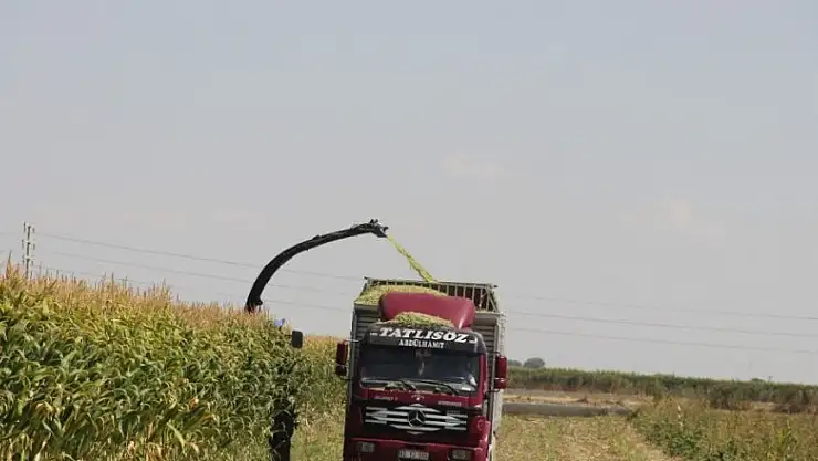 Konya Ovası'nda silajlık mısır hasadı başladı